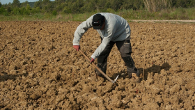 «Актуальным и долгожданным» назвали фермеры закон об аренде земли без аукциона